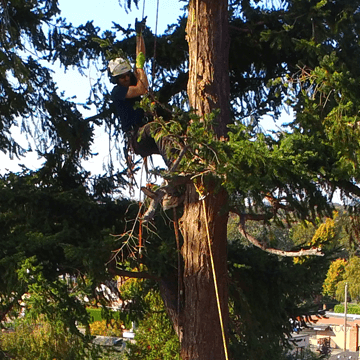 Victoria, BC Tree Service
