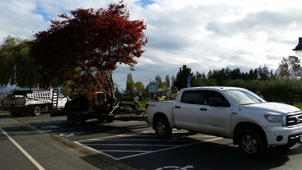 Victoria, BC Commercial Landscaping Services