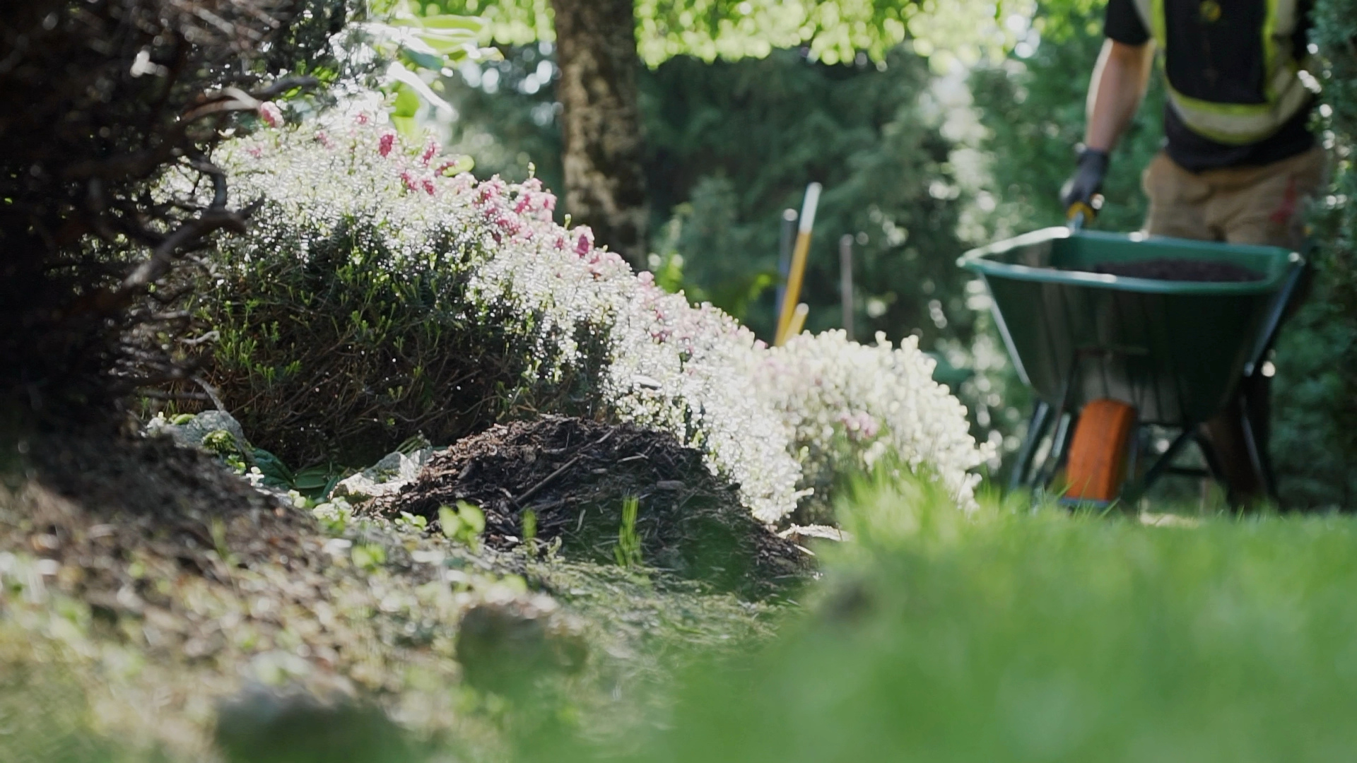 Worker moving mulch with a wheelbarrow through a garden bed