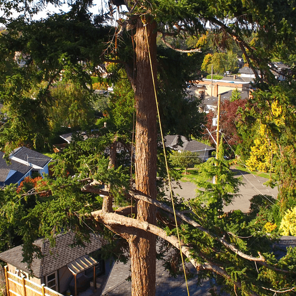 man-on-tree