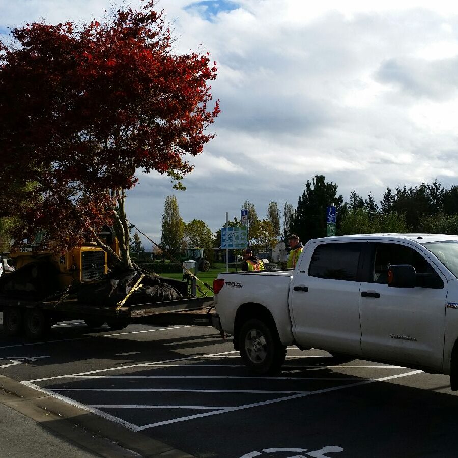 Victoria, BC Commercial Tree Services